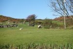 PICTURES/Ring of Kerry - Cahergall, Ballycarbery Castle & Kerry Cliff/t_DSC00449.JPG